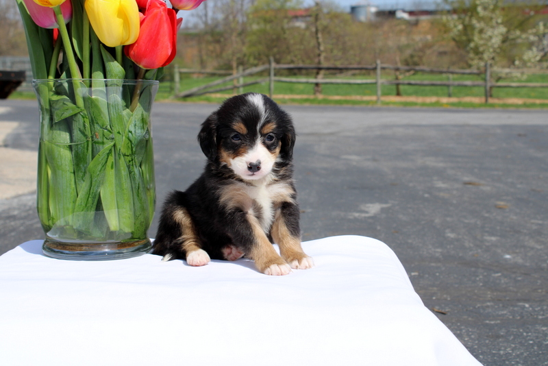 puppy, for, sale, Mini Bernedoodle F2, Matthew B. Stoltzfus, dog, breeder, Gap, PA, dog-breeder, puppy-for-sale, forsale, nearby, find, puppyfind, locator, puppylocator, aca